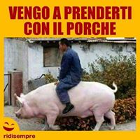 Chicco Gallo