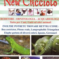 New Cucciolo