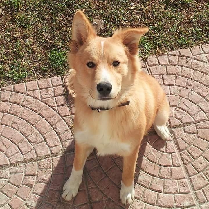 alfredo